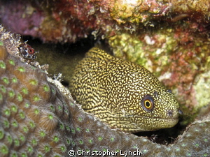 golden moray and friend by Christopher Lynch 